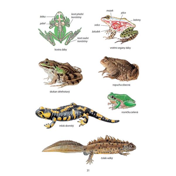 Přehledy živé přírody pro 3. - 5. ročník