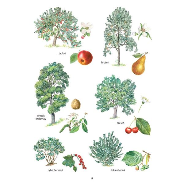 Přehledy živé přírody pro 3. - 5. ročník