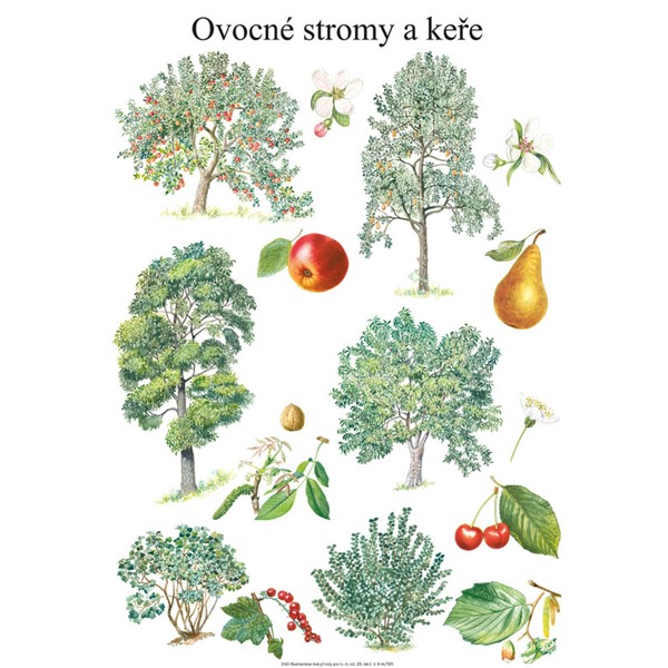 Soubor nástěnných obrazů Rozmanitost živé přírody (3.-5. r.)