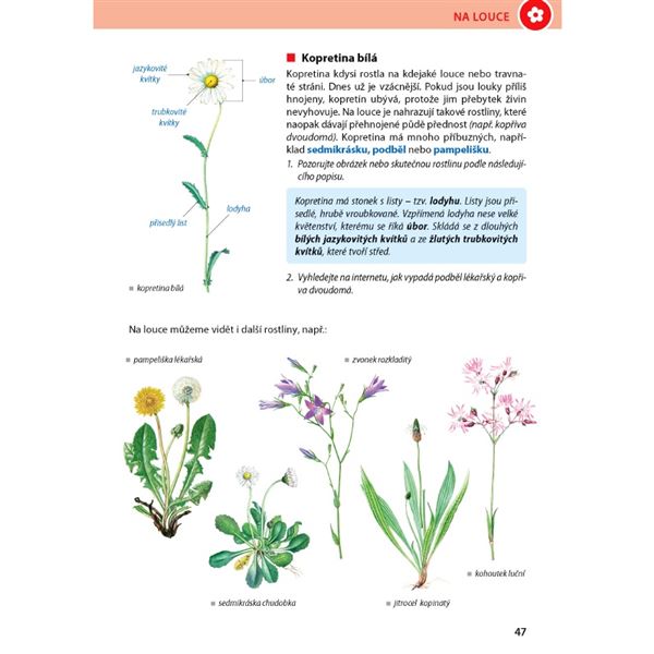 ROZMANITOST PŘÍRODY 4/1 - Přírodověda pro 4. r. - el. multilicence pro školy (12 měsíců + 6 zdarma)