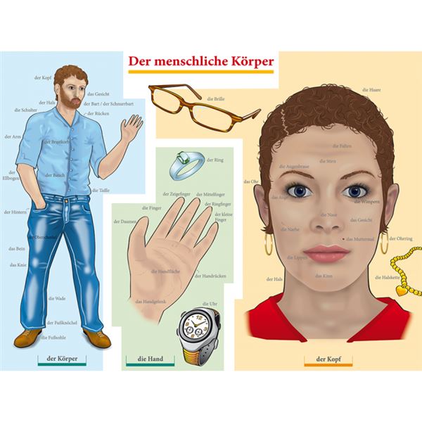 Obraz "DER MENSCHLICHE KÖRPER" NJ