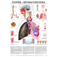 Člověk - dýchací soustava - plakát