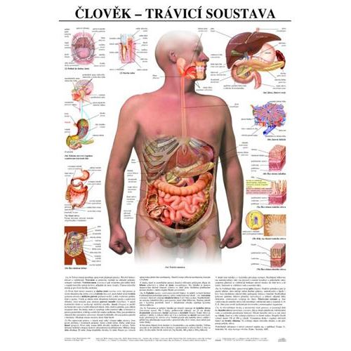 Člověk - trávicí soustava - plakát