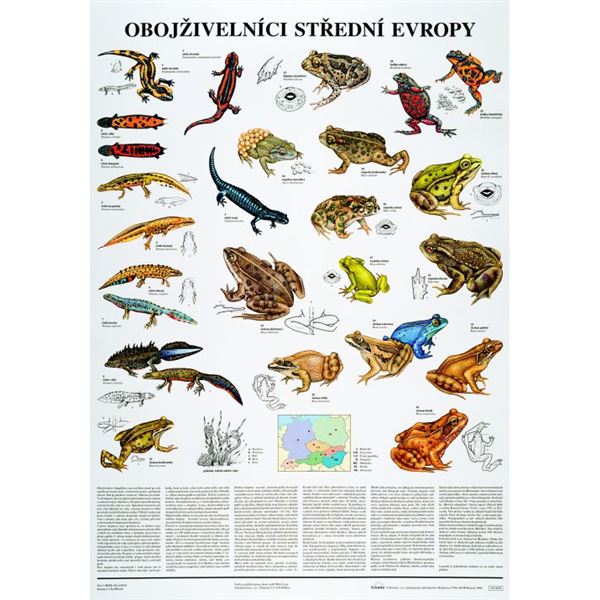 Obojživelníci střední Evropy - plakát