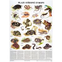 Plazi střední Evropy - plakát