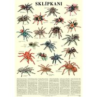 Sklípkani - plakát