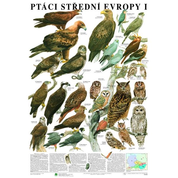 Ptáci střední Evropy I - plakát