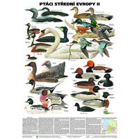 Ptáci střední Evropy II - plakát