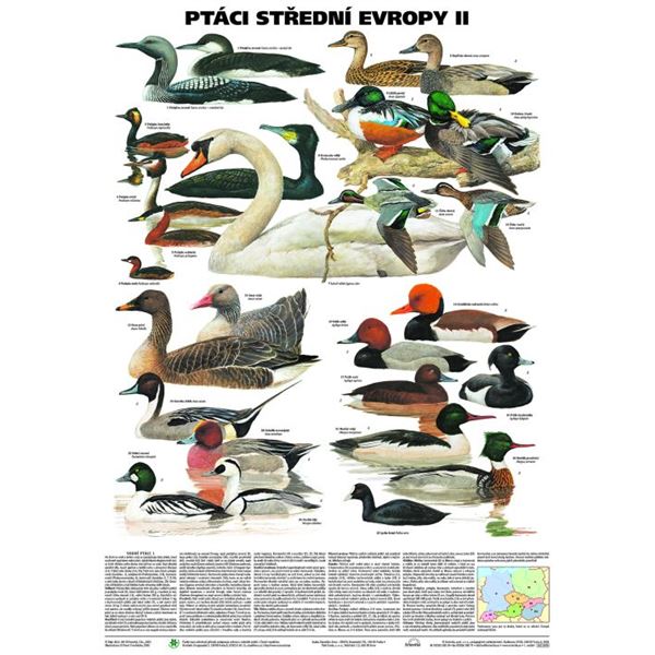 Ptáci střední Evropy II - plakát