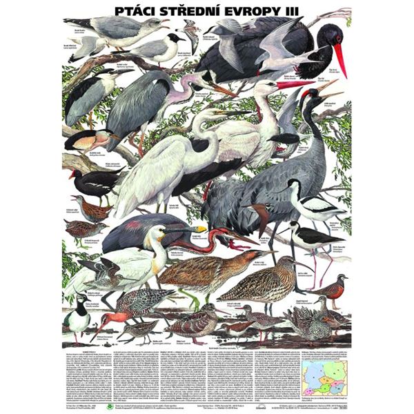 Ptáci střední Evropy III - plakát