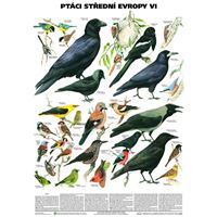Ptáci střední Evropy VI (Pěvci 2) - plakát