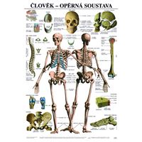 Člověk - opěrná soustava - plakát