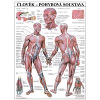 Člověk - pohybová soustava - plakát
