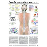 Člověk - centrální nervstvo - plakát