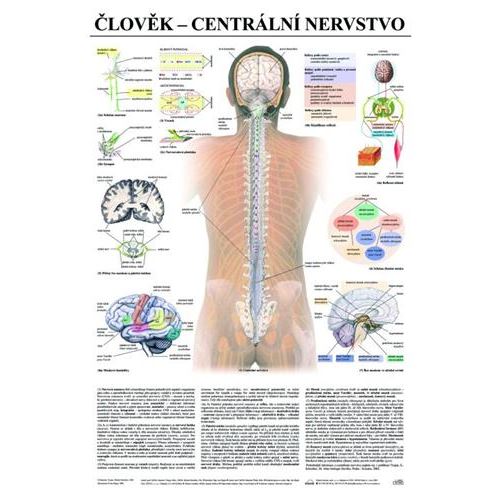 Člověk - centrální nervstvo - plakát