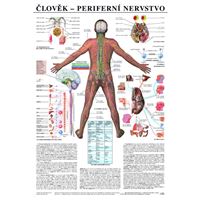 Člověk - periferní nervstvo - plakát