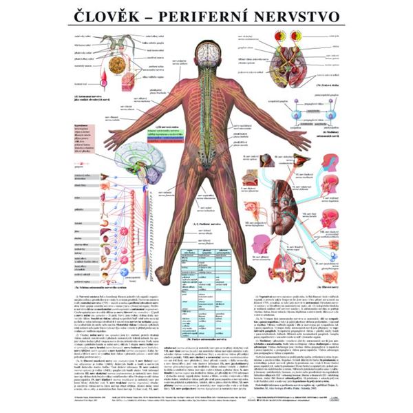 Člověk - periferní nervstvo - plakát