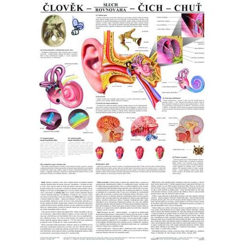 Člověk - sluch,čich,chuť - plakát