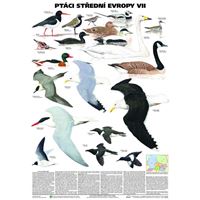 Ptáci střední Evropy VII - plakát