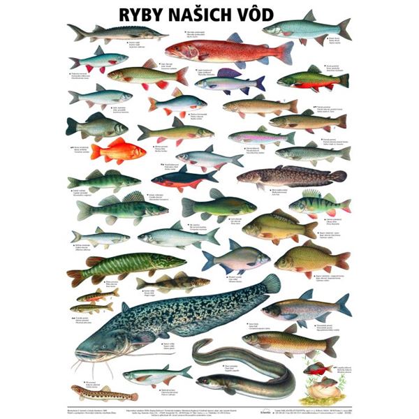 Ryby našich vod - plakát