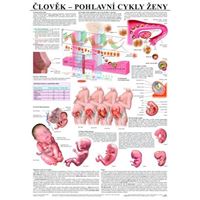 Člověk – pohlavní cykly ženy - plakát
