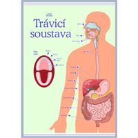 Trávicí soustava - nástěnný plakát Extra velký