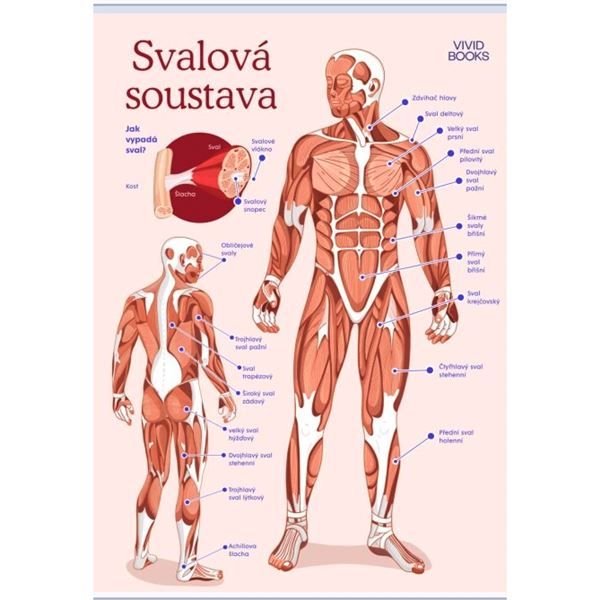 Svalová soustava - nástěnný plakát A1